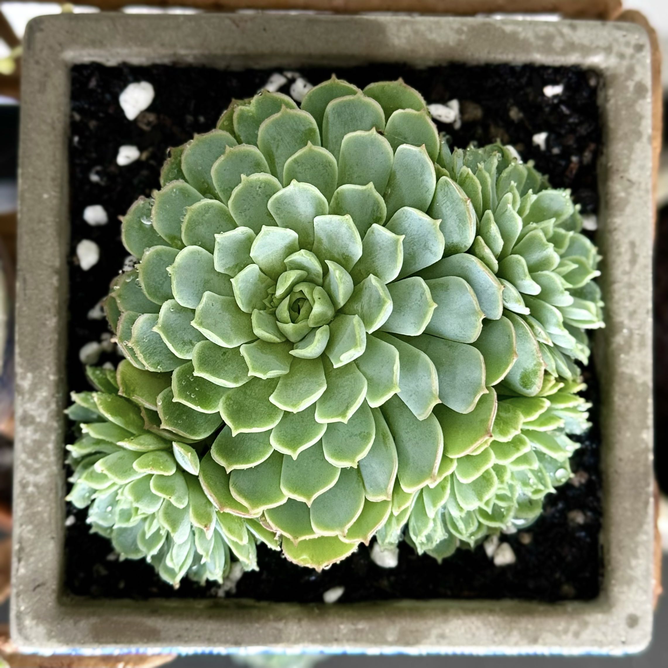 Photo of the plant species Echeveria 'Heartbeat' by @signorebean named Piccolo Battito Cardiaco (Little Heartbeat) on Greg, the plant care app