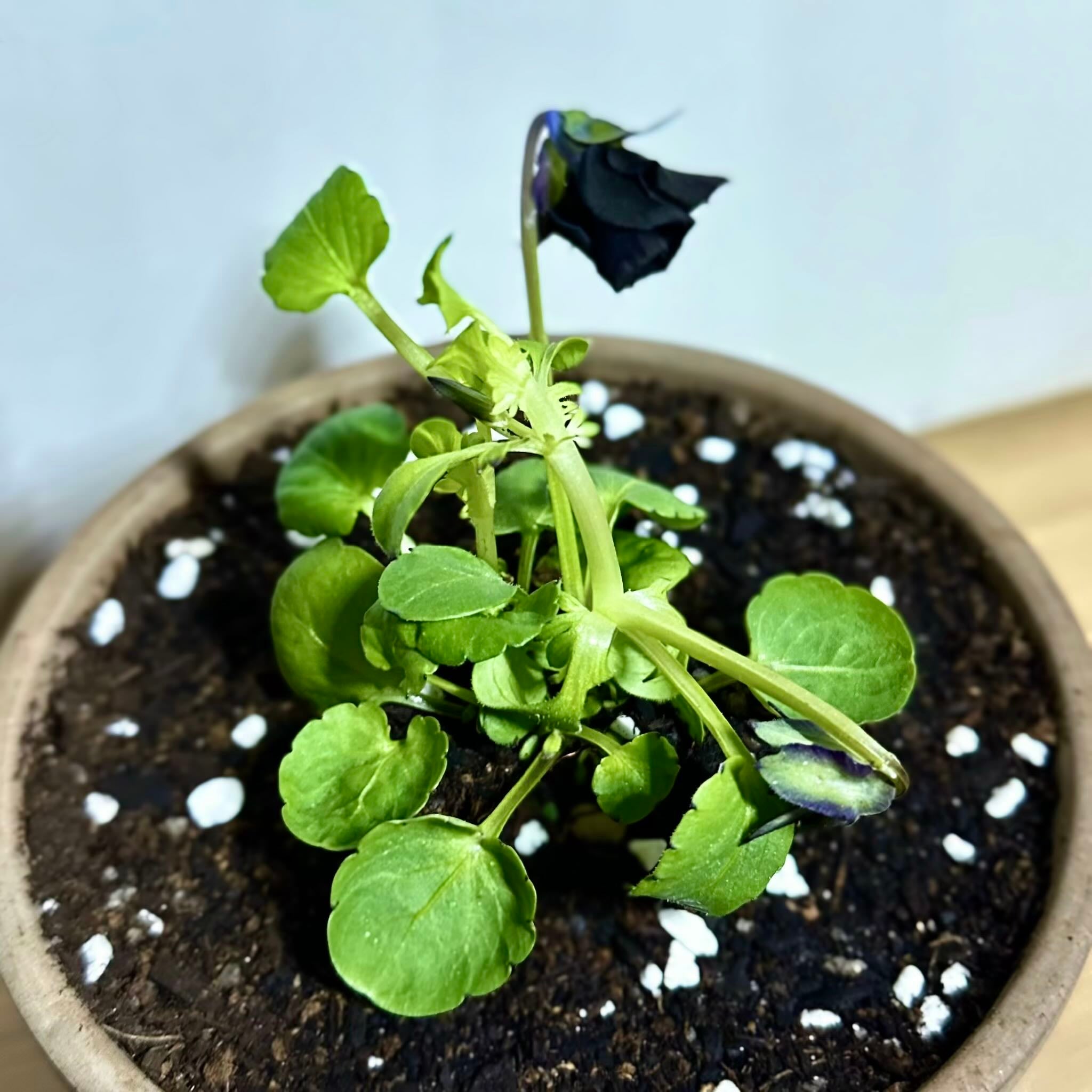 Plant care for Allchar Violet on Greg, the plant care app