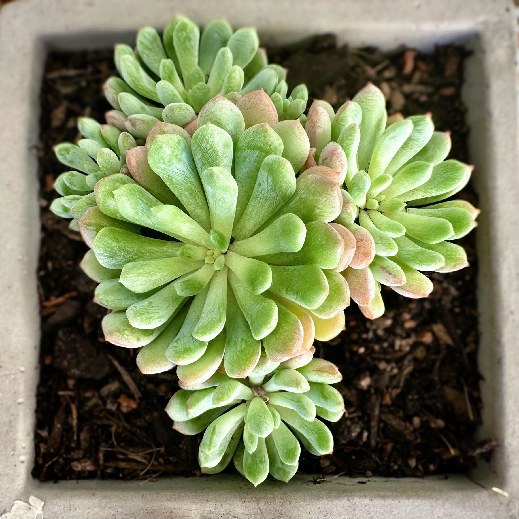 Photo of the plant species Cute Beans (Clumping) by @signorebean named Fagiolo Carino (Cute Bean) on Greg, the plant care app