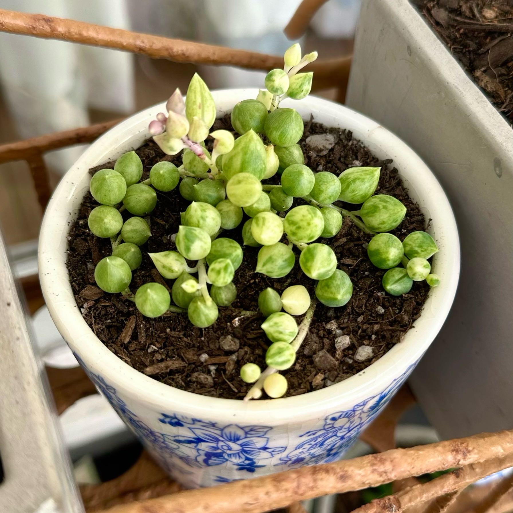 Photo of the plant species Angel's Tears by @signorebean named Lacrime d’Angelo (Angels’ Tears) on Greg, the plant care app