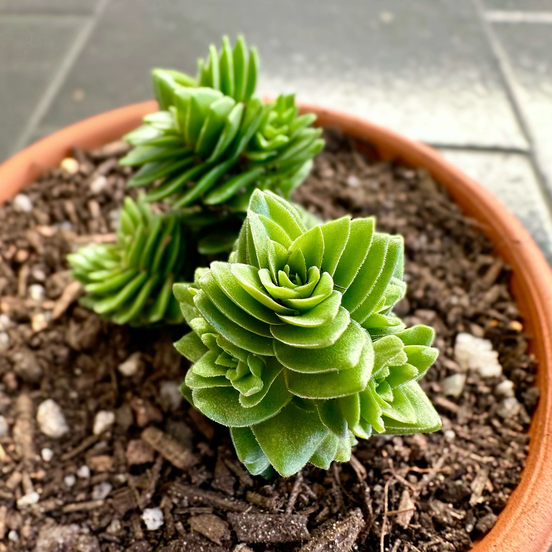 Photo of the plant species Crassula 'Estagnol' by @signorebean named Scala a Chiocciola (Staircase of Spirals) on Greg, the plant care app