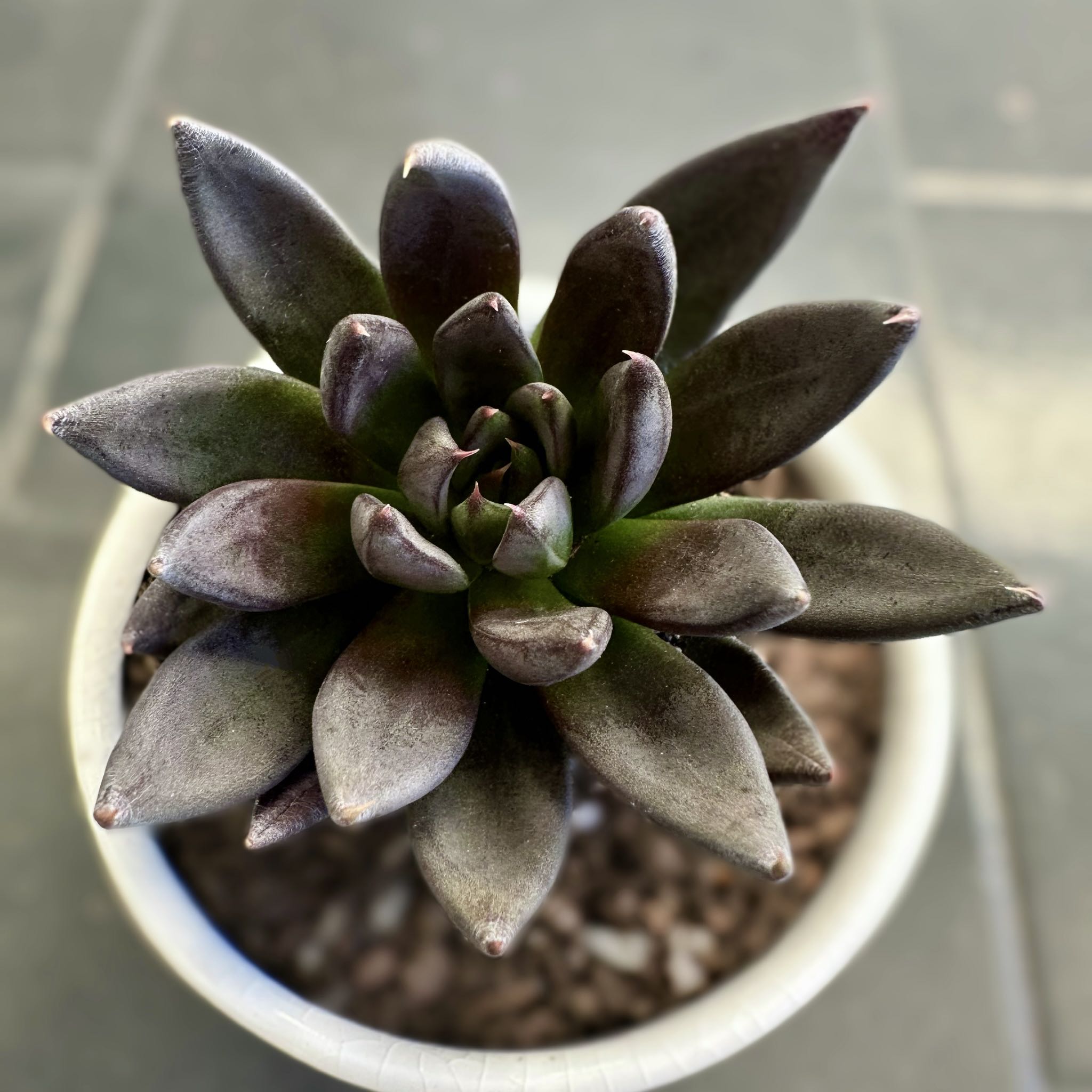 Echeveria 'Black Knight' succulent in a white pot, healthy and well-maintained.