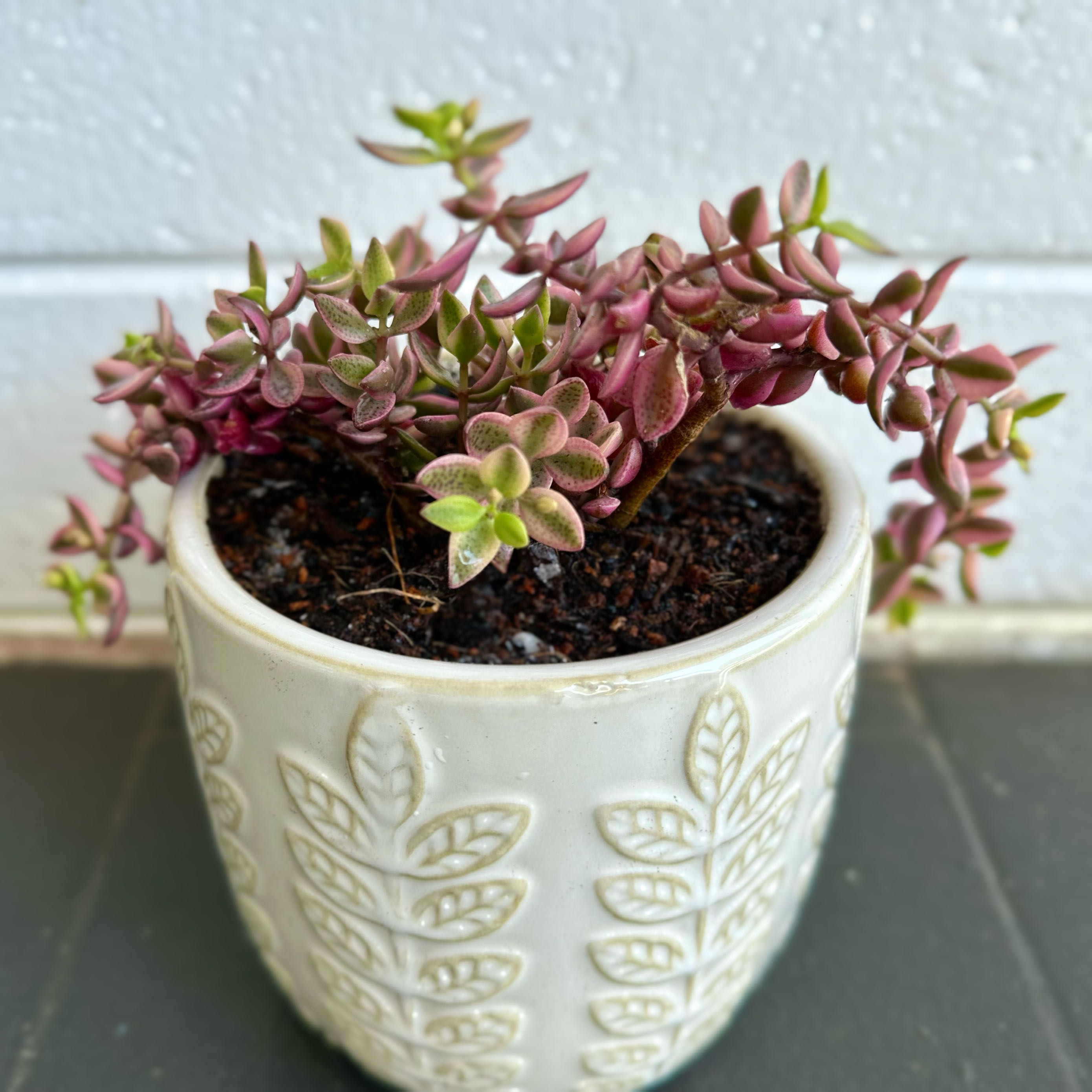 Photo of the plant species Crassula volkensii by @signorebean named Viola Errante (Wandering Violet) on Greg, the plant care app