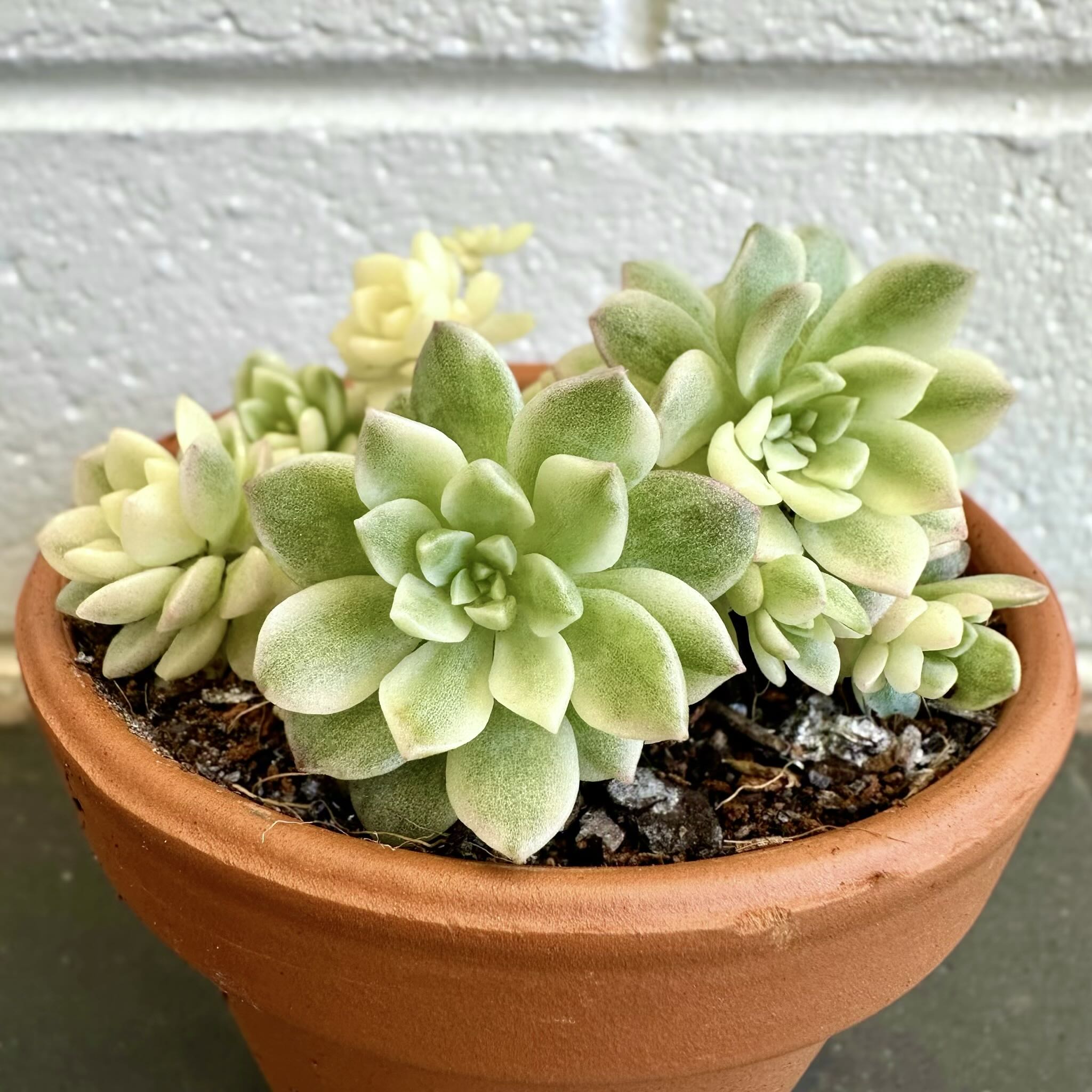 Healthy Prolific Echeveria succulent in a terracotta pot with visible soil.
