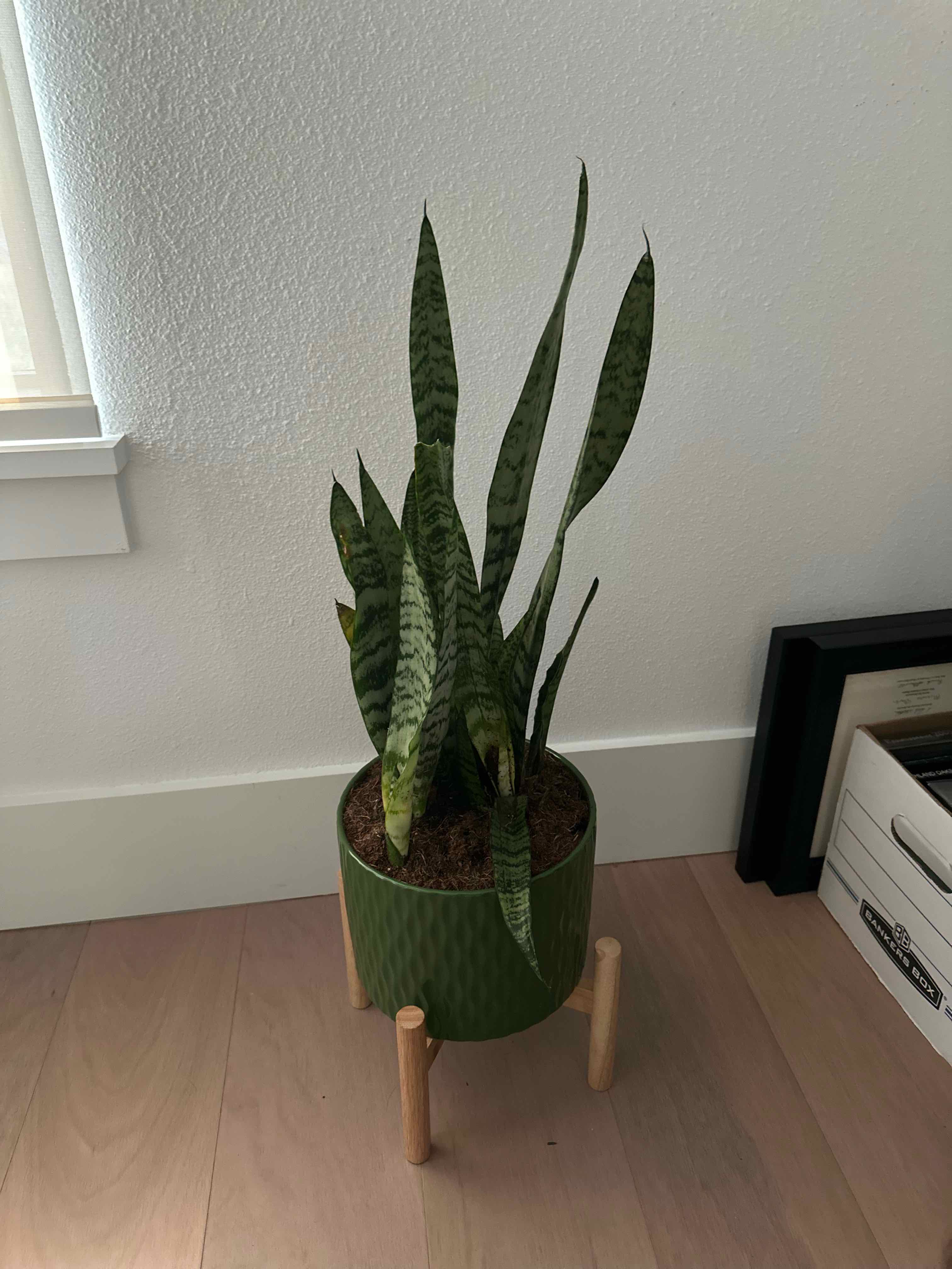 Potted Jaboa Sansevieria plant with upright variegated leaves, healthy appearance.