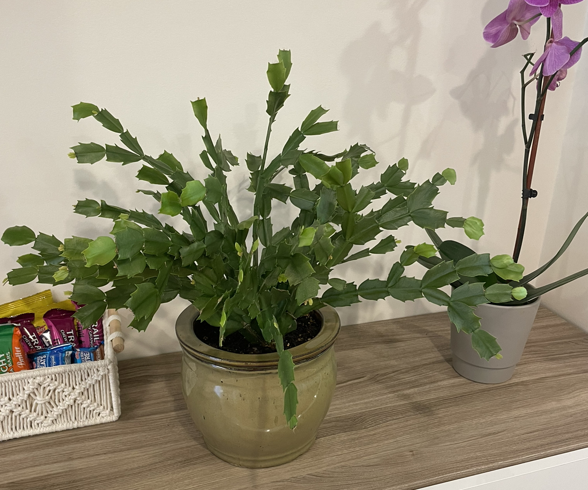 Photo of the plant species False Christmas Cactus by @SweetHoyabella named Celeste on Greg, the plant care app