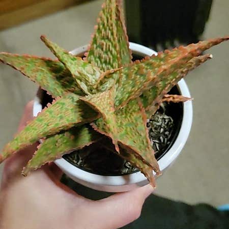 Photo of the plant species Aloe 'Lavender Star' by @UprightLuronium named Athena on Greg, the plant care app