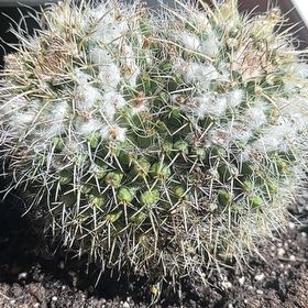 Photo of the plant species Mammillaria karwinskiana 'Nejapensis' by @SinewyRedclover named Bieber on Greg, the plant care app