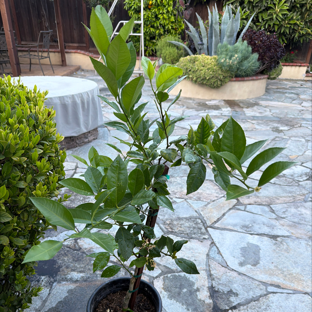 Photo of the plant species New Zealand Lemonade Tree by @Joyride named The Executive on Greg, the plant care app