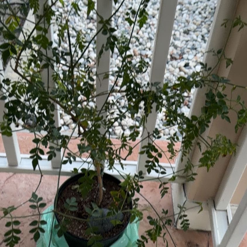 Photo of the plant species White Jasmine by @Joyride named Hana on Greg, the plant care app