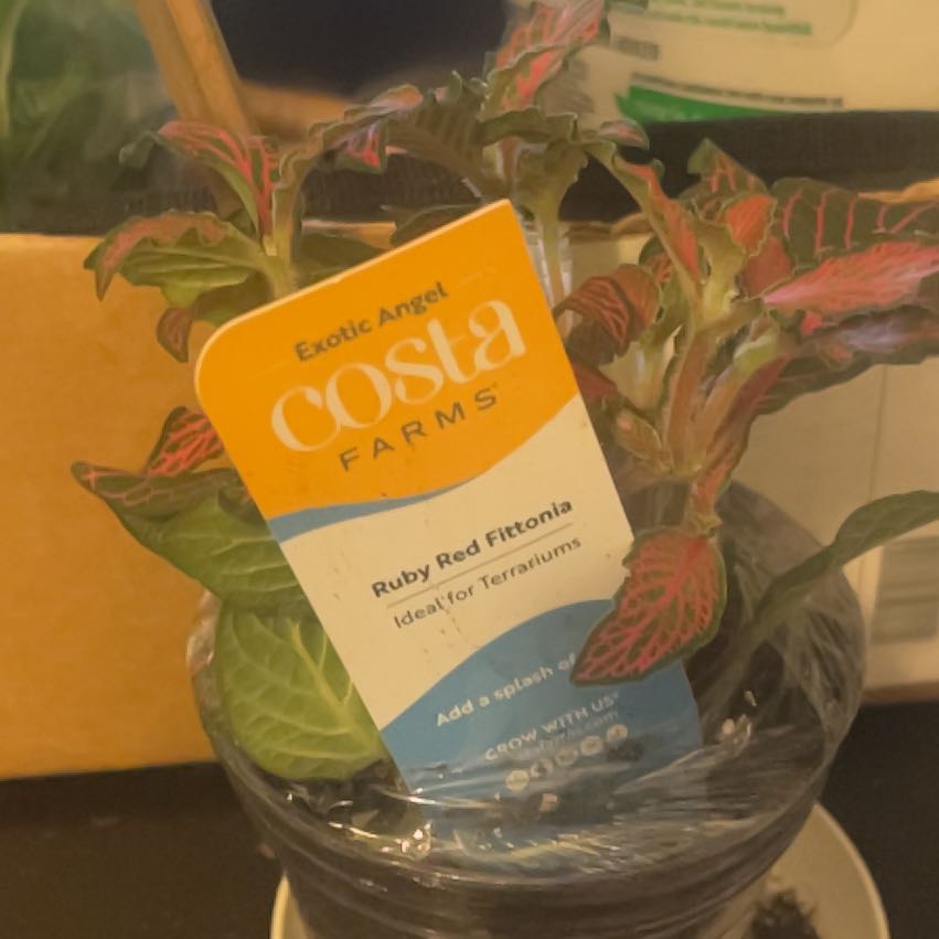 Plant care for ? on Greg, the plant care app
