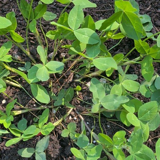 Photo of the plant species Red Clover by @BeautifiedLemon named Queen on Greg, the plant care app
