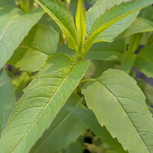 Photo of the plant species Scarlet Beebalm by @BeautifiedLemon named Huckleberry Fern on Greg, the plant care app