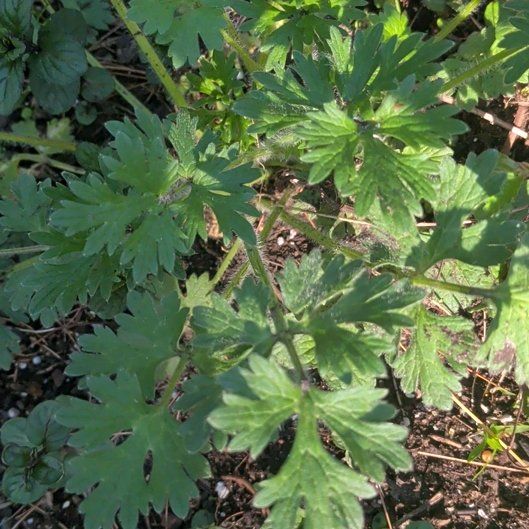 Photo of the plant species Creeping Buttercup by @BeautifiedLemon named Sahara on Greg, the plant care app