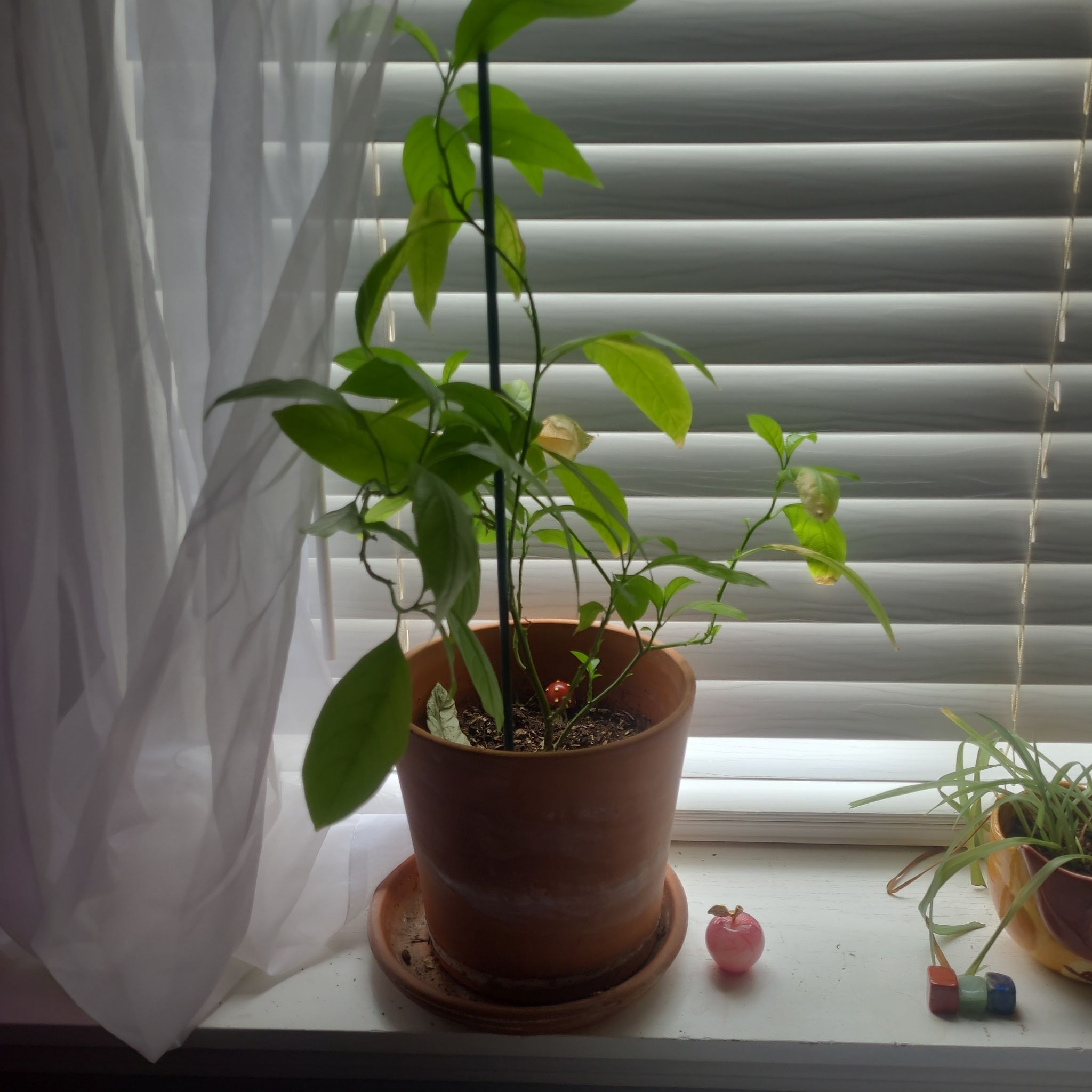 Photo of the plant species Lady of the Night by @NoblyGardenia named Winnie on Greg, the plant care app