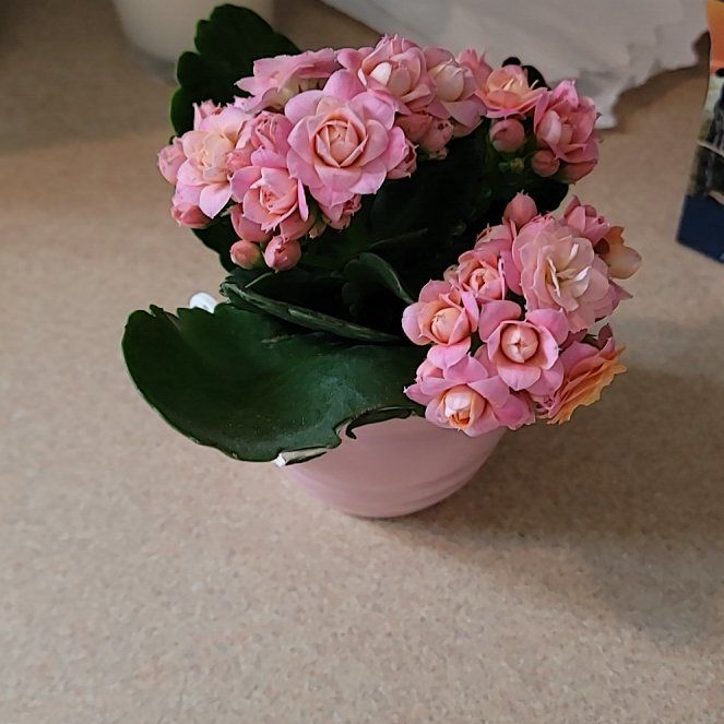 Photo of the plant species Kalanchoe 'Calandiva Purple' by @VitalWeepingfig named Diana on Greg, the plant care app