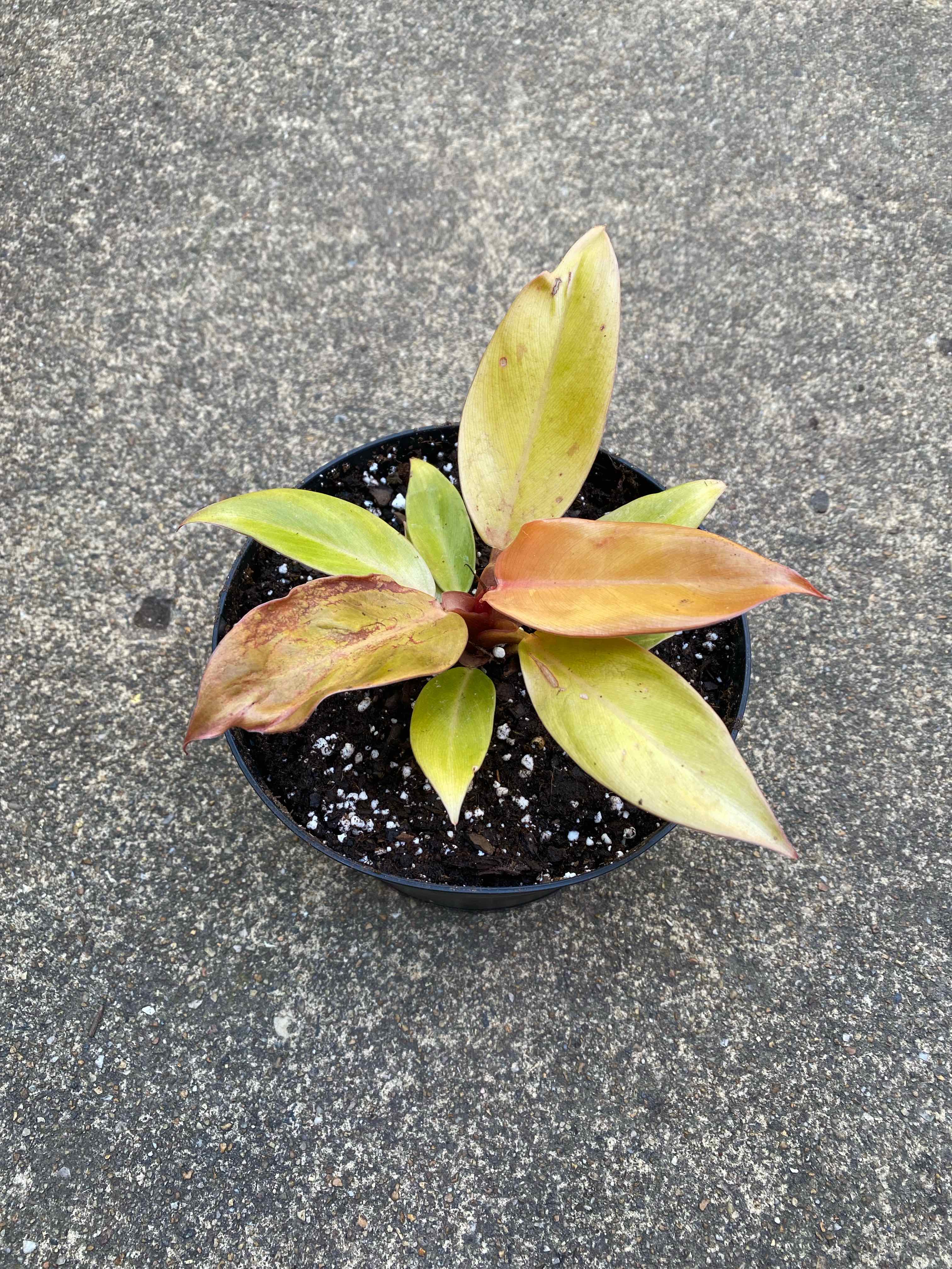 Philodendron Prince of Orange plant with yellowing and browning leaves in a pot.