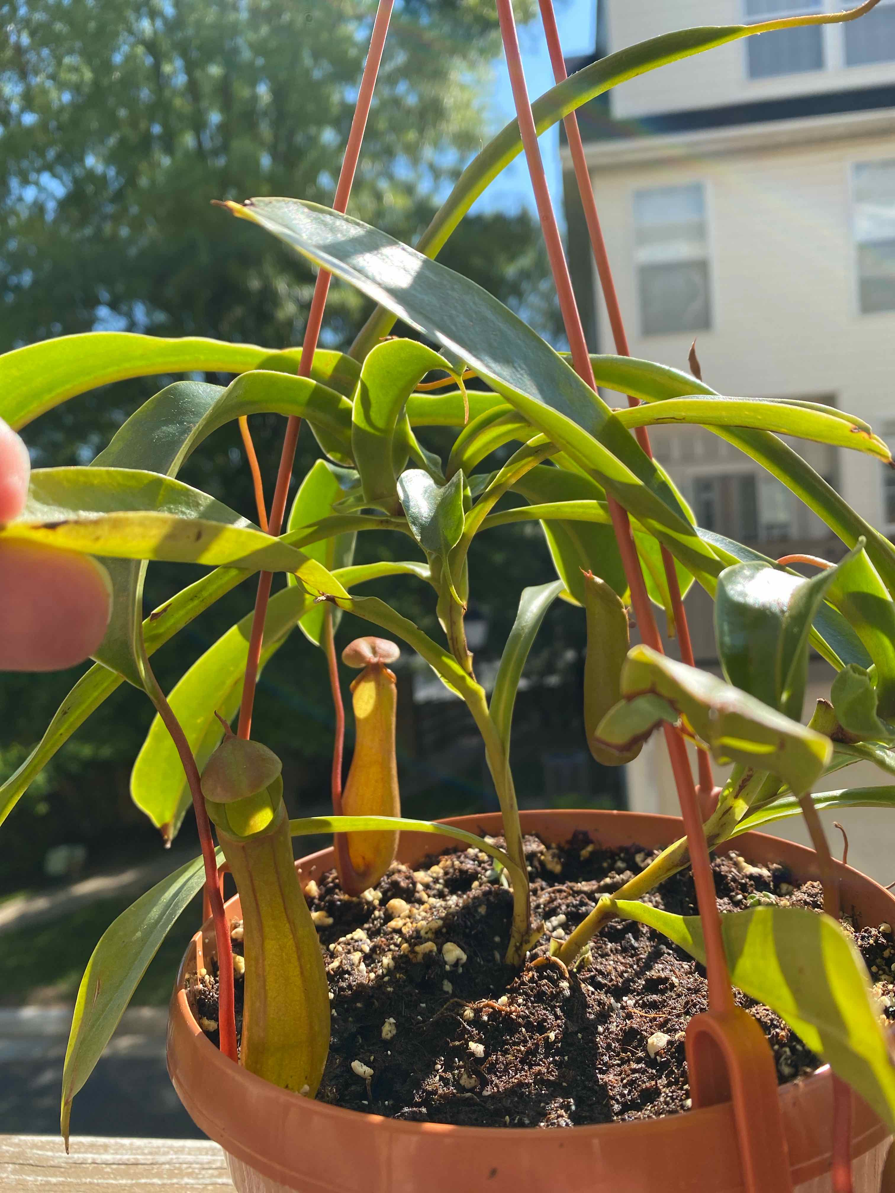 Tropical Pitcher Plant in a hanging pot with visible soil and healthy green leaves.