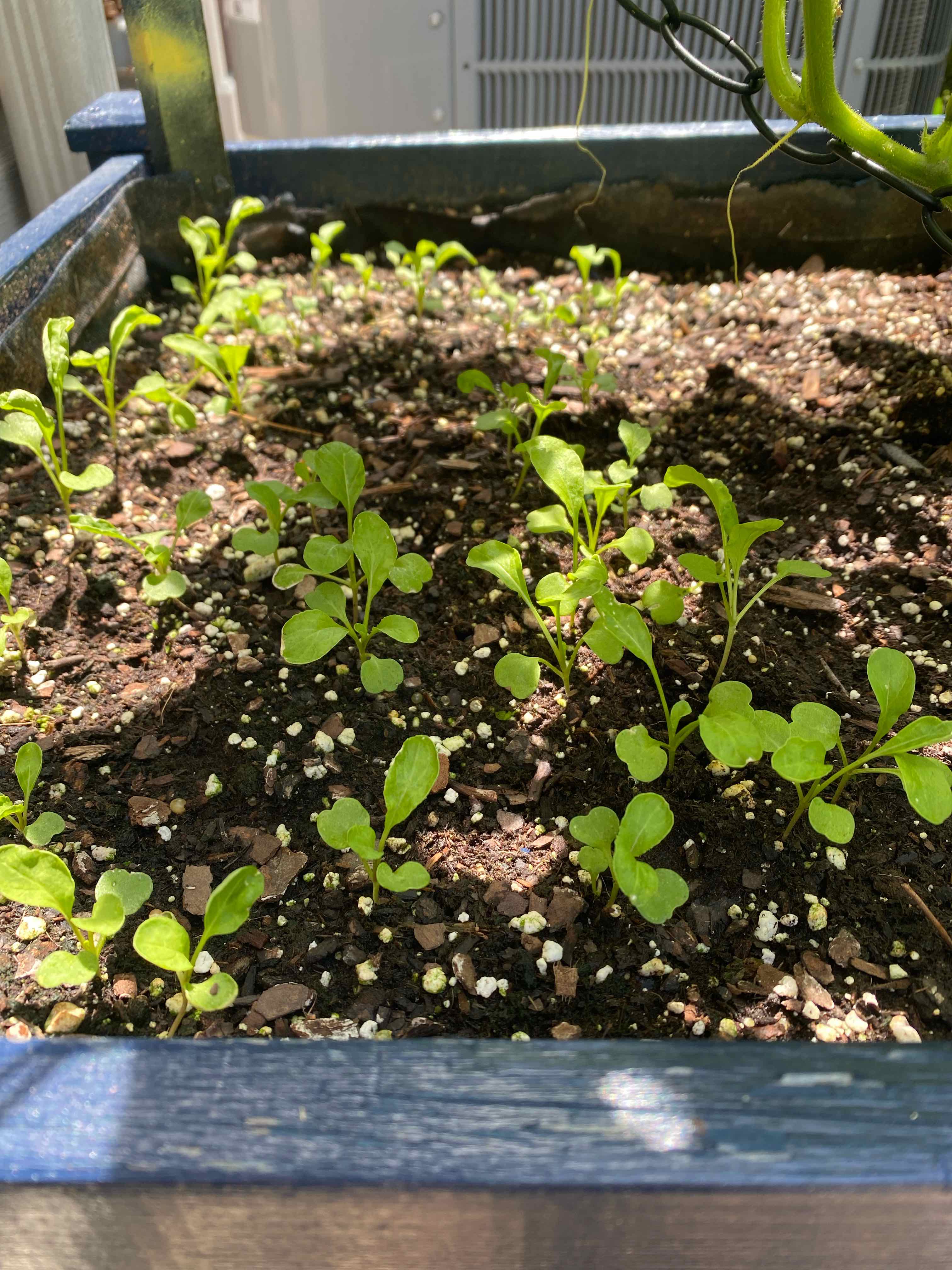Young Garden Rocket plants growing in a planter box with visible soil.