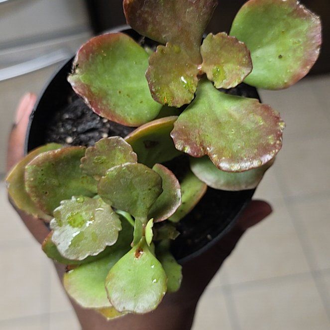 Photo of the plant species Kalanchoe 'Petra's Sunfire' by @CozyKalopanax named Orlando Bloom on Greg, the plant care app