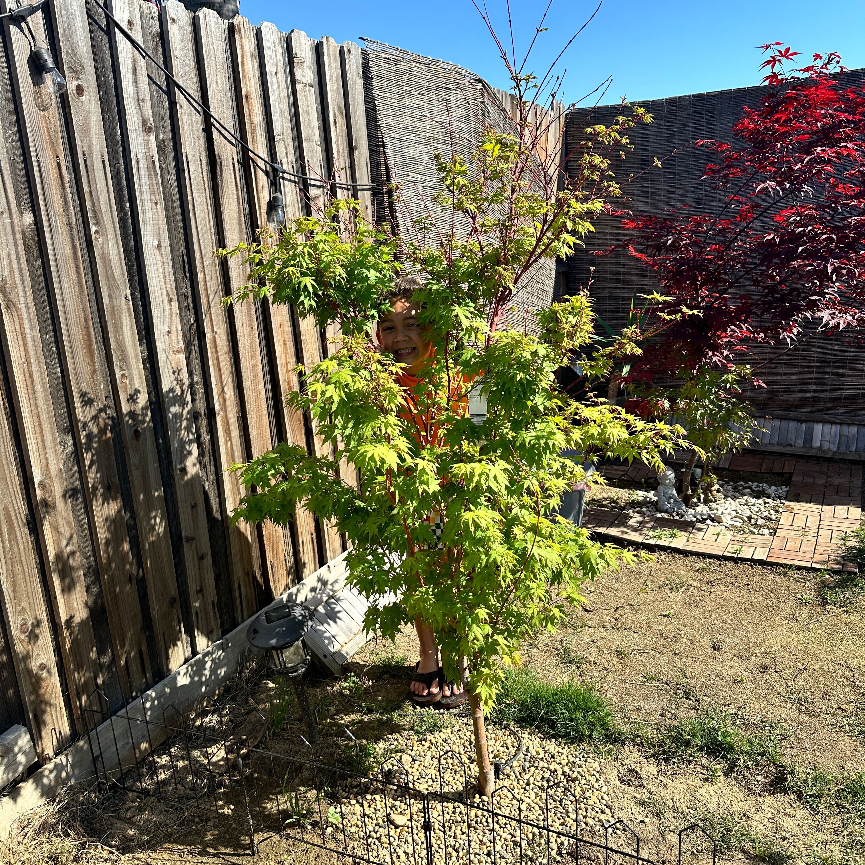 Photo of the plant species Japanese Maple by @IconCrownvetch named Wall-E on Greg, the plant care app