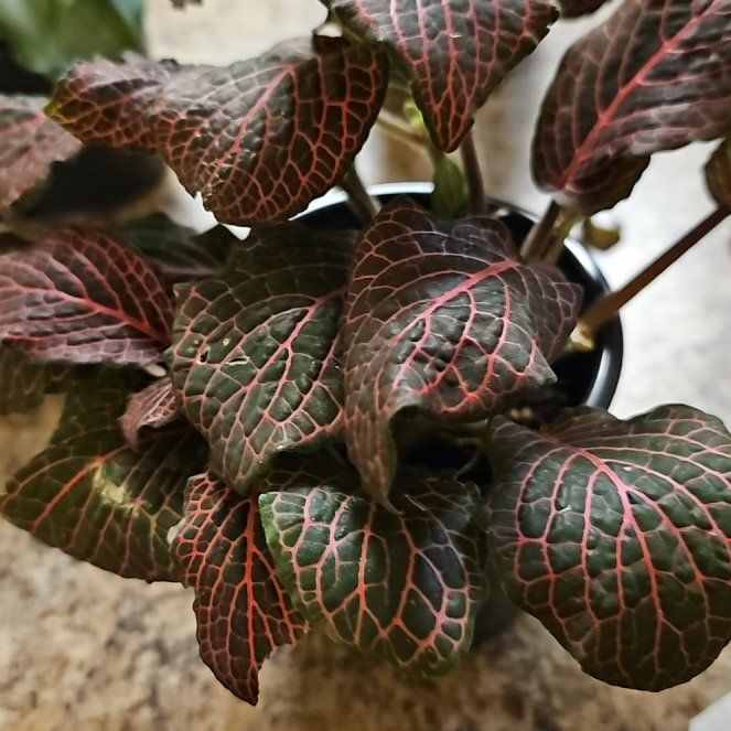 Photo of the plant species red vein by @AstuteQuailbush named Scarlette on Greg, the plant care app