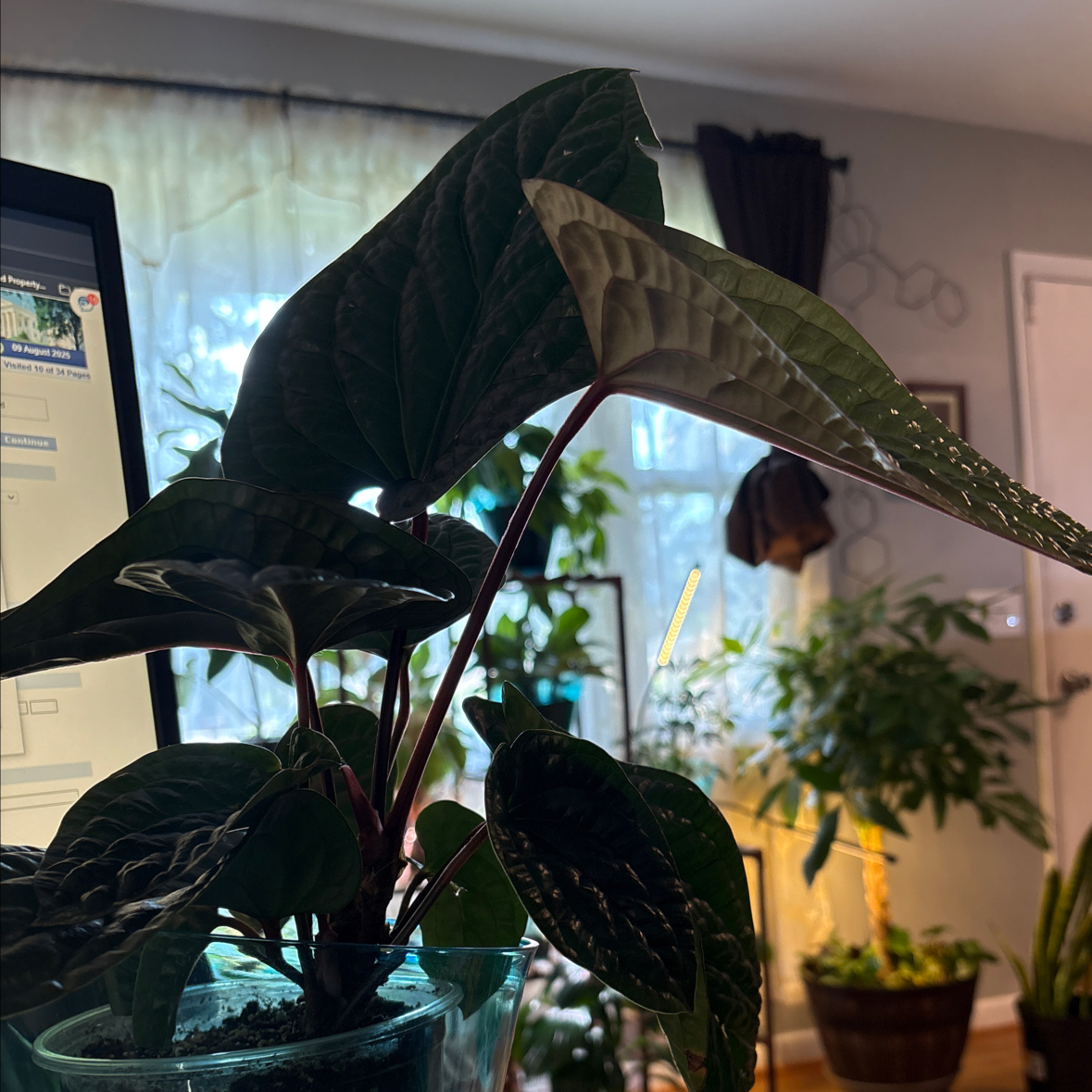 Photo of the plant species Anthurium Regale X Luxurians by @PlantPlaza named Nemo on Greg, the plant care app