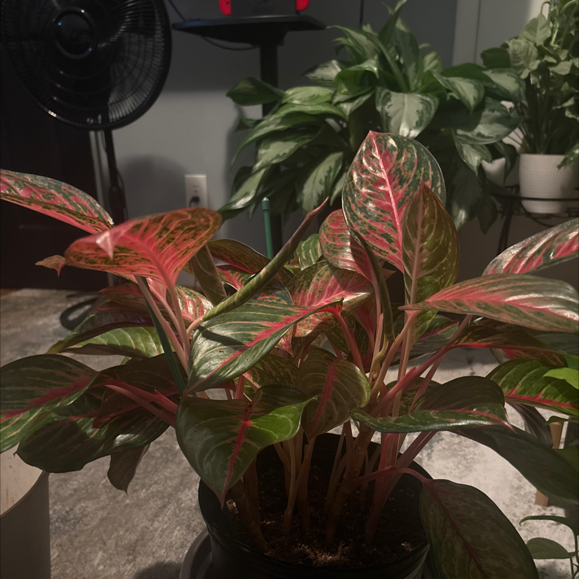 Photo of the plant species Agloanema Garnet Coltrane by @PlantPlaza named Navajo on Greg, the plant care app