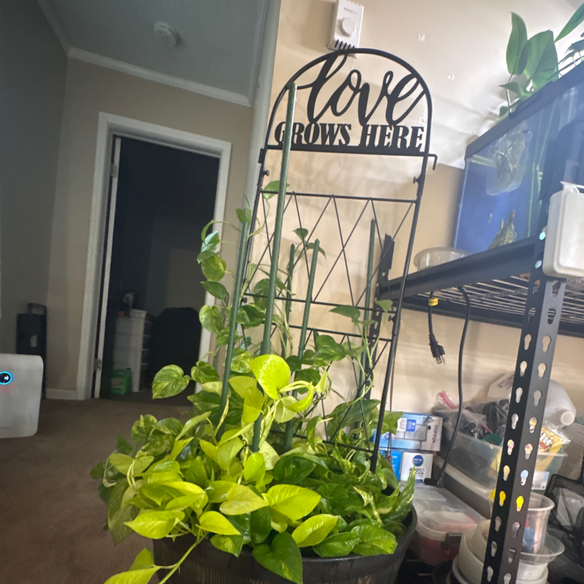 Photo of the plant species Global Green Pothos by @PlantPlaza named Prince Mixed pot on Greg, the plant care app
