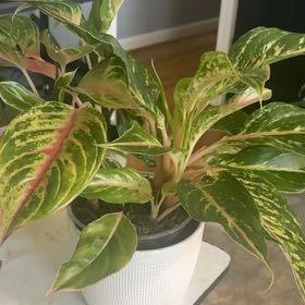 Photo of the plant species Aglaonema 'Sparkling Sarah' by @PlantPlaza named Dolores on Greg, the plant care app