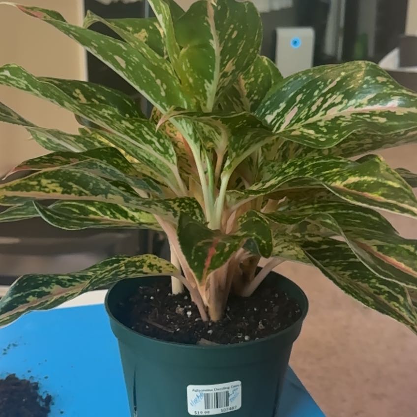 Photo of the plant species Aglaonema 'Sparkling Sarah' by @PlantPlaza named Sherlock on Greg, the plant care app