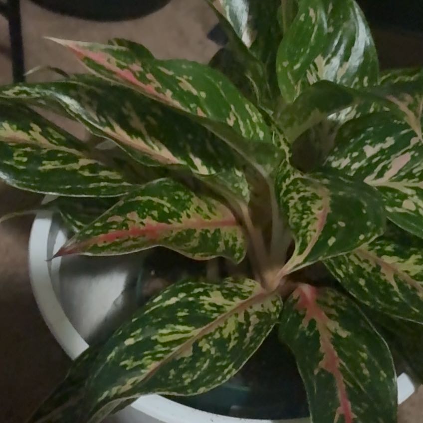 Photo of the plant species Aglaonema 'Sparkling Sarah' by @PlantPlaza named Aristotle on Greg, the plant care app