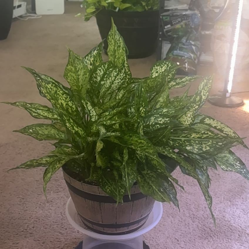Photo of the plant species Aglaonema 'Osaka' by @PlantPlaza named Sage on Greg, the plant care app