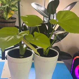 Photo of the plant species Lemon Lime Monstera by @PlantPlaza named Bodhi on Greg, the plant care app