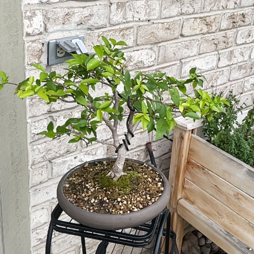 A healthy Arabian Jasmine plant with lush green foliage growing in a large pot against a brick wall outdoors.