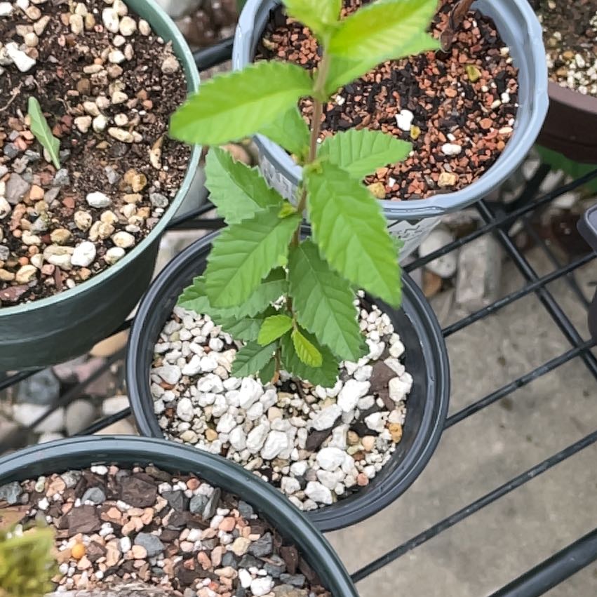 Healthy young Chinese Elm tree sapling with green serrated leaves growing in pots with pebbles, no signs of disease or deficiency.
