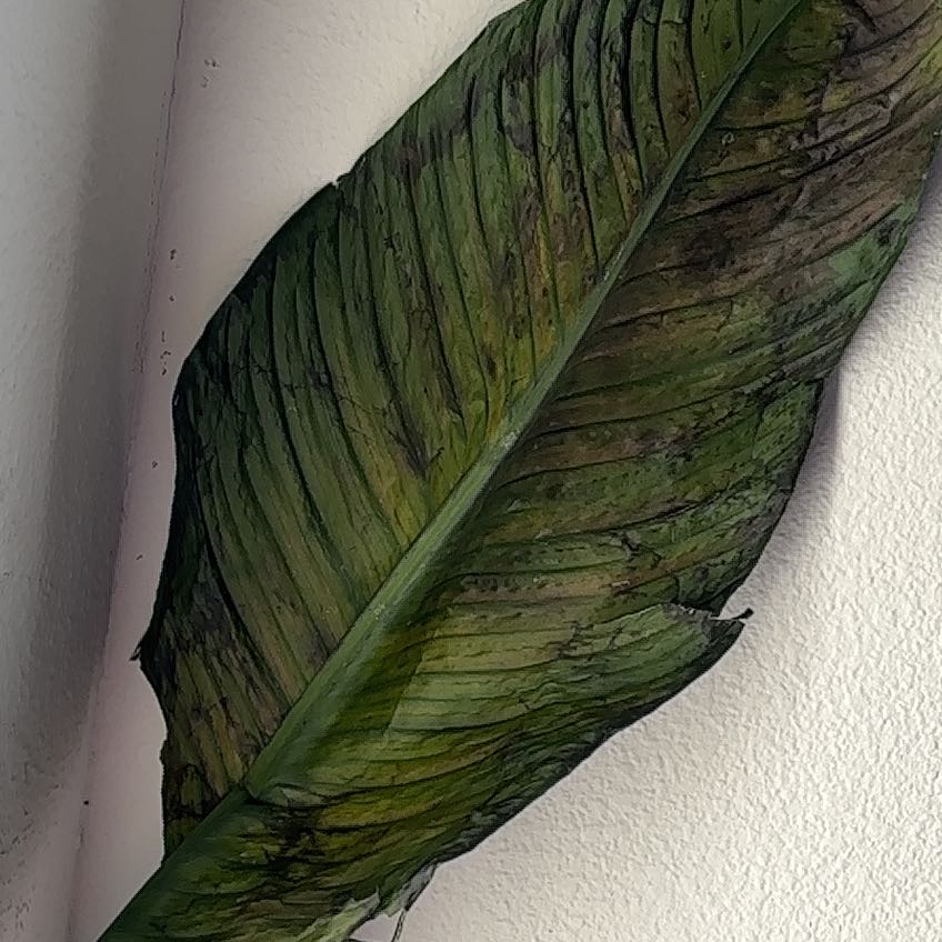 A single leaf of a Sensation Peace Lily with significant browning and black spots.