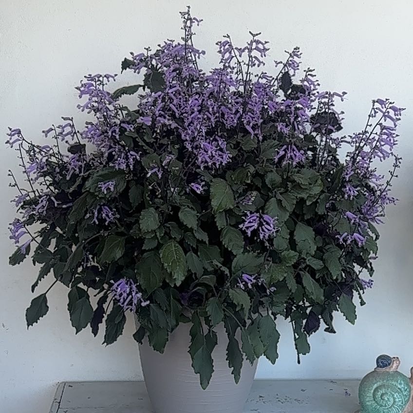 Photo of the plant species Plectranthus ecklonii by @BrawnyLemontree named Hemingway on Greg, the plant care app