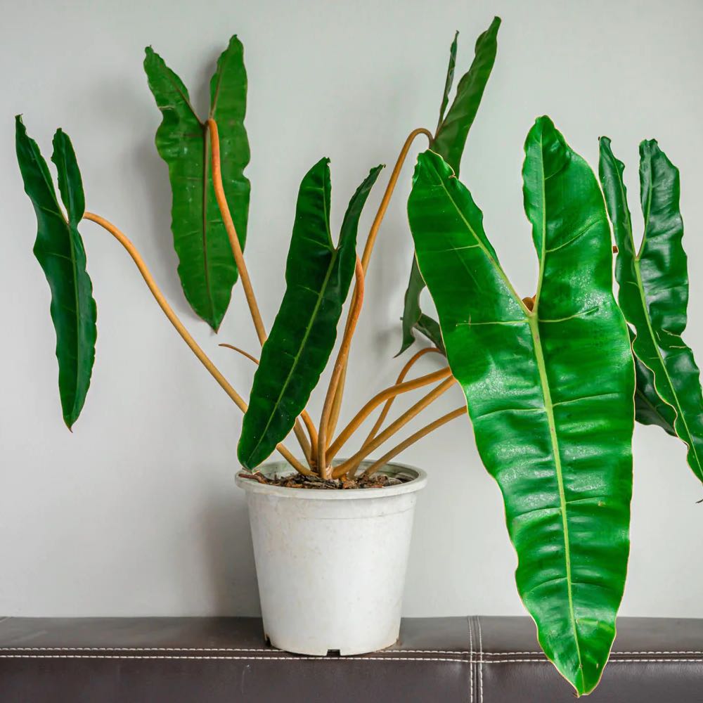 Potted Philodendron atabapoense with long, narrow, green leaves.