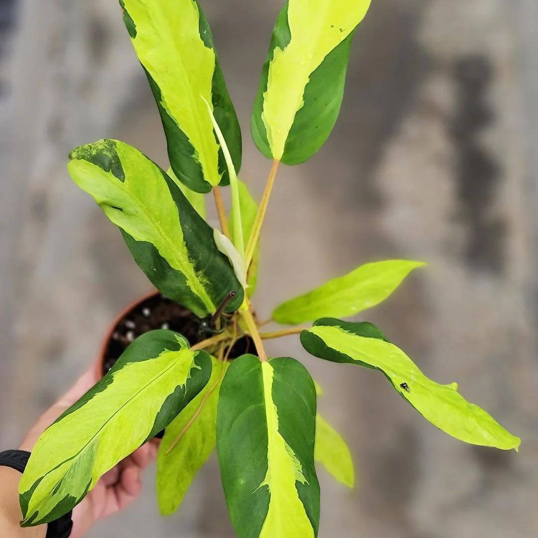 Philodendron 'Thai Sunrise' plant with variegated green and yellow leaves in a small pot.