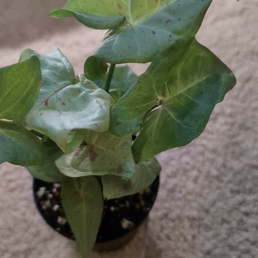 Photo of the plant species Milk Confetti by @BayLaurel named Spot on Greg, the plant care app