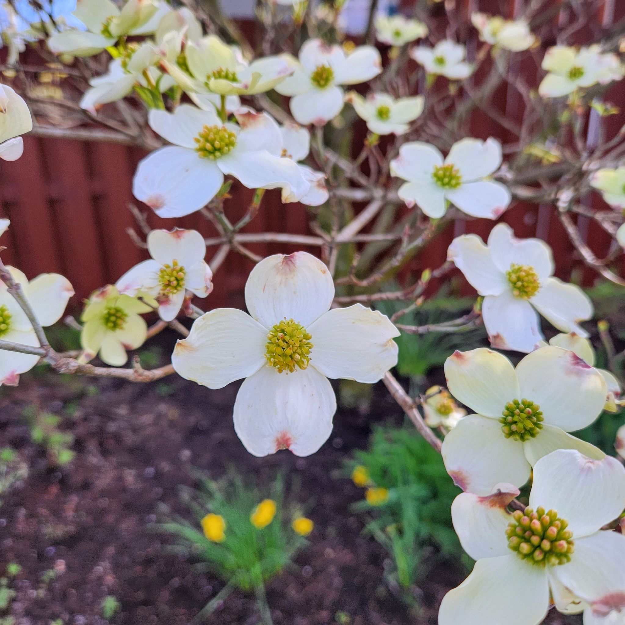 Flowering Mexican Flowering Dogwood with white petals and yellow centers.
