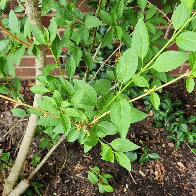 Photo of the plant species Border Forsythia by @ShiningHorminum named Elina on Greg, the plant care app