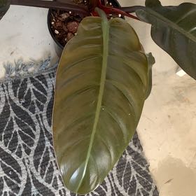 Photo of the plant species Philodendron 'Autumn' by @CurrentTanekaha named Maya on Greg, the plant care app