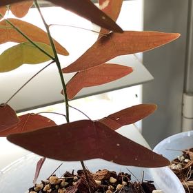 Photo of the plant species Red Butterfly Wing by @CurrentTanekaha named Sproutacus on Greg, the plant care app
