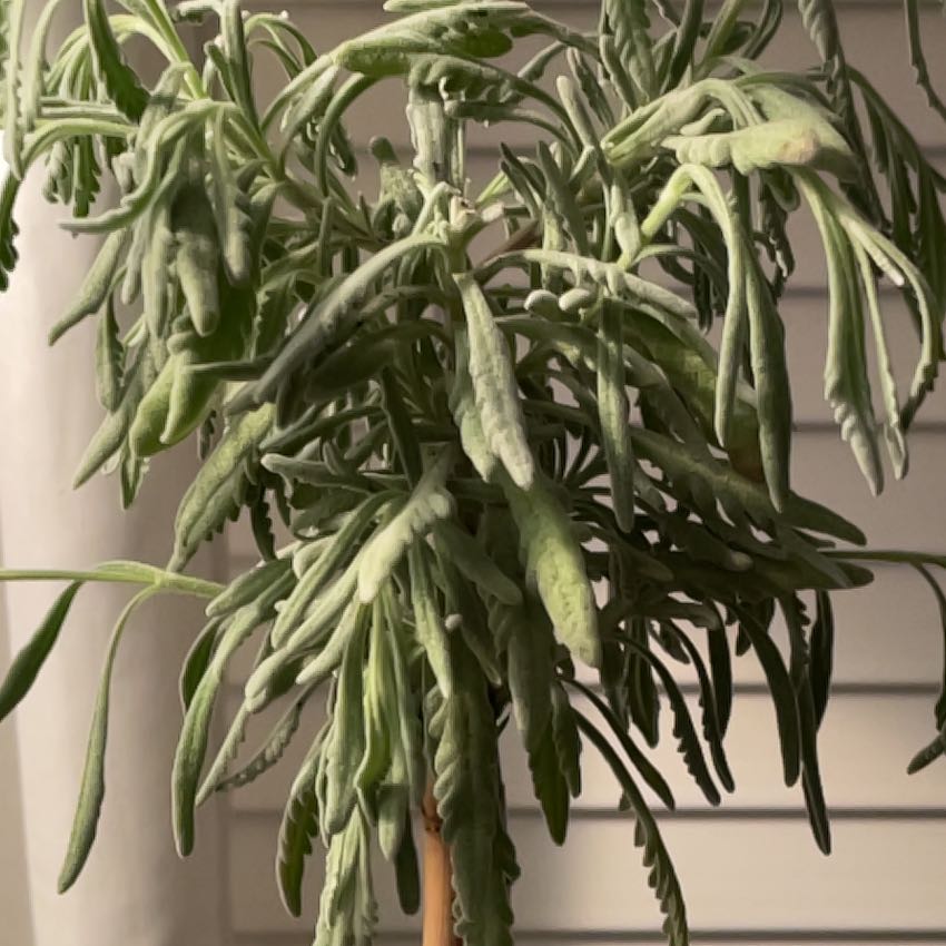 Photo of the plant species Goodwin Creek Lavender by @SplendidTaro named Madonna on Greg, the plant care app