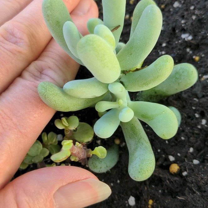 Photo of the plant species Sedum allantoides by @LordlyTearose named Pudgy on Greg, the plant care app
