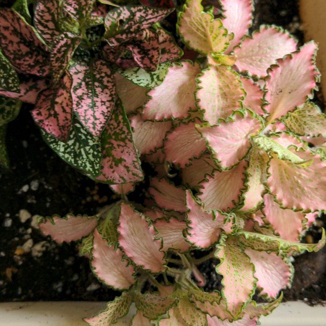 Photo of the plant species Nerve Plant by @LordlyTearose named Nellie on Greg, the plant care app