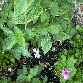 Photo of the plant species Purple Lantana by @TenableChojubai named Marley on Greg, the plant care app