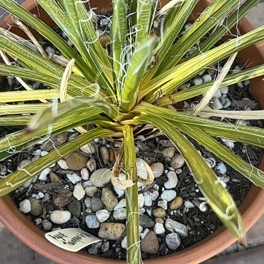 Photo of the plant species Mexican Fan Palm by @TenableChojubai named Curie on Greg, the plant care app